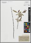Foto von Salix acutifolia Willd.